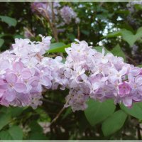 Нежная сирень начала лета... :: Лия ☼ Нежная сирень начала лета... :: Лия ☼