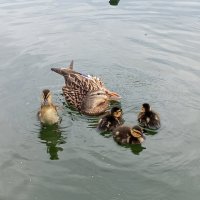 Утята :: Сапсан 