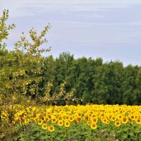 ПЕЙЗАЖ С ПОДСОЛНУХАМИ :: Валентина ПЕЙЗАЖ С ПОДСОЛНУХАМИ :: Валентина