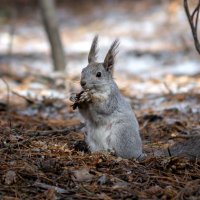Однажды весною. :: Анатолий Анатолий Однажды весною. :: Анатолий Анатолий