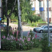 Мой двор :: Венера Чуйкова