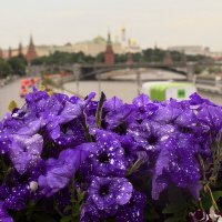 Кудесница Петуния! В июльской знойной тишине ты граммофон заводишь мне :: Татьяна Помогалова