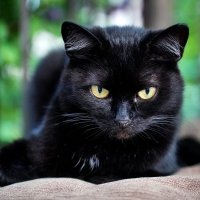 ... :: Владимир Салапонов ... :: Владимир Салапонов