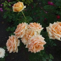 Им время цвесть, а мне ... :: Андрей Лукьянов