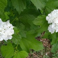 июнь :: Елена Шаламова июнь :: Елена Шаламова