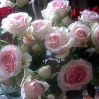 РОЗЫ К ПРАЗДНИКУ! С ДНЕМ СЕМЬИ,ЛЮБВИ И ВЕРНОСТИ! :: Елена Семигина РОЗЫ К ПРАЗДНИКУ! С ДНЕМ СЕМЬИ,ЛЮБВИ И ВЕРНОСТИ! :: Елена Семигина
