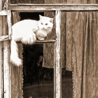 интроверт и экстраверт... :: Арсений Корицкий интроверт и экстраверт... :: Арсений Корицкий