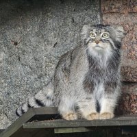 Тимоша :: <<< Наташа >>> Тимоша :: <<< Наташа >>>
