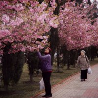 В раскатах цветения Керченской сакуры. :: Анатолий Щербак