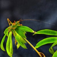 Ни у лисы, ни у осы не видела такой красы! :: veilins veilins