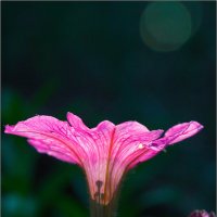 Петуния :: Студия фотографии Петуния :: Студия фотографии