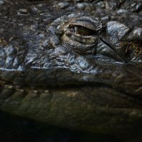 Калининградский зоопарк. :: Константин Белоногов