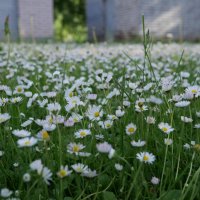 Городские цветы :: Наталья Rosenwasser