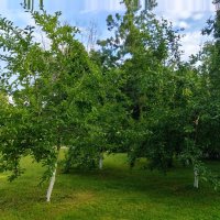 Яблони :: Елена Сухорученкова