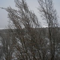 ледяной день :: Елена Шаламова ледяной день :: Елена Шаламова