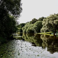 Дубровицы :: Артём Евтюхов