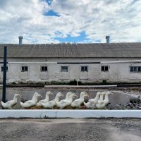Кто куда, а мы идём купаться ... :: Елена Сухорученкова Кто куда, а мы идём купаться ... :: Елена Сухорученкова