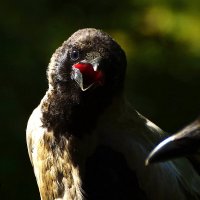 !!! :: kolyeretka 
