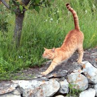 Хорошо :: Ирина Шатова Хорошо :: Ирина Шатова