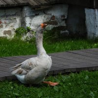 Г :: Конрад Карлович Михельсон