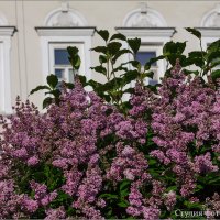 Серень под окнами :: Студия фотографии