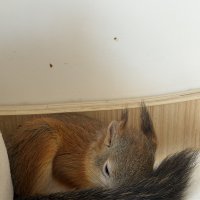 Бельчата :: Pippa 