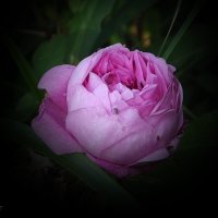 Роза :: Freddy 97 Роза :: Freddy 97