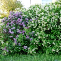сирень :: nataly-teplyakov сирень :: nataly-teplyakov
