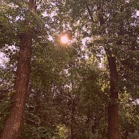 Солнечное утро. :: Владимир Драгунский Солнечное утро. :: Владимир Драгунский
