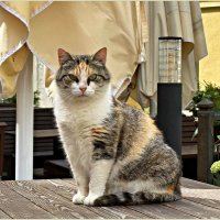В городе котов и кошек. :: Валерия Комова В городе котов и кошек. :: Валерия Комова