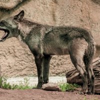 Суровая морда ВОЛЧАРЫ :: Владимир Максимов Суровая морда ВОЛЧАРЫ :: Владимир Максимов