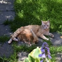 Новый питомец :: Вадим Новый питомец :: Вадим