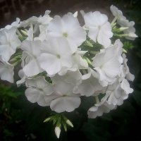 Флоксы :: Елена Семигина Флоксы :: Елена Семигина