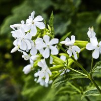 Мыльнянка обыкновенная :: Валентина * Мыльнянка обыкновенная :: Валентина *