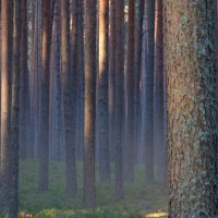 В лесу (2) :: Георгий А В лесу (2) :: Георгий А