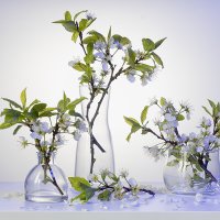 Опадает мой вишнёвый садик... :: Лилия *