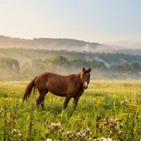 Кони. На утреннем выпасе. :: Анатолий Пашковский