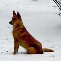 Собака на снегу :: Юлия ЮГ Собака на снегу :: Юлия ЮГ
