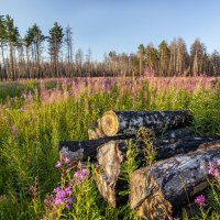 После пожарищ :: Barguzin_45 Иваныч
