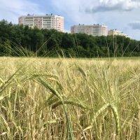 Город наступает :: Татьяна 