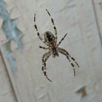 Наши соседи :: Наталья Герасимова Наши соседи :: Наталья Герасимова