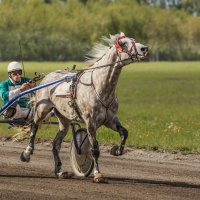 Бега :: SanSan 