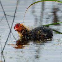 Птенец лысухи :: Владимир Лазарев Птенец лысухи :: Владимир Лазарев