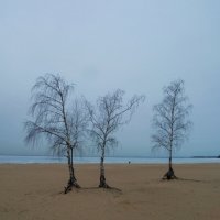 Березы приморские............ :: Юрий Цыплятников Березы приморские............ :: Юрий Цыплятников
