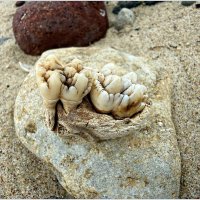 Чьи-то зубы из моря. :: Валерия Комова Чьи-то зубы из моря. :: Валерия Комова
