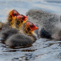 Многодетная мать) :: Владимир Лазарев Многодетная мать) :: Владимир Лазарев