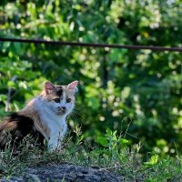 Хорошо в станице... :: Николай Саржанов Хорошо в станице... :: Николай Саржанов