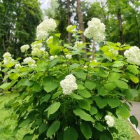 Гортензия :: Елена Сухорученкова