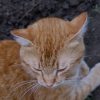 Задумался о своем кошачьем. :: сергей ермошкин