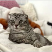 Хранитель игрушек :: Ольга Довженко